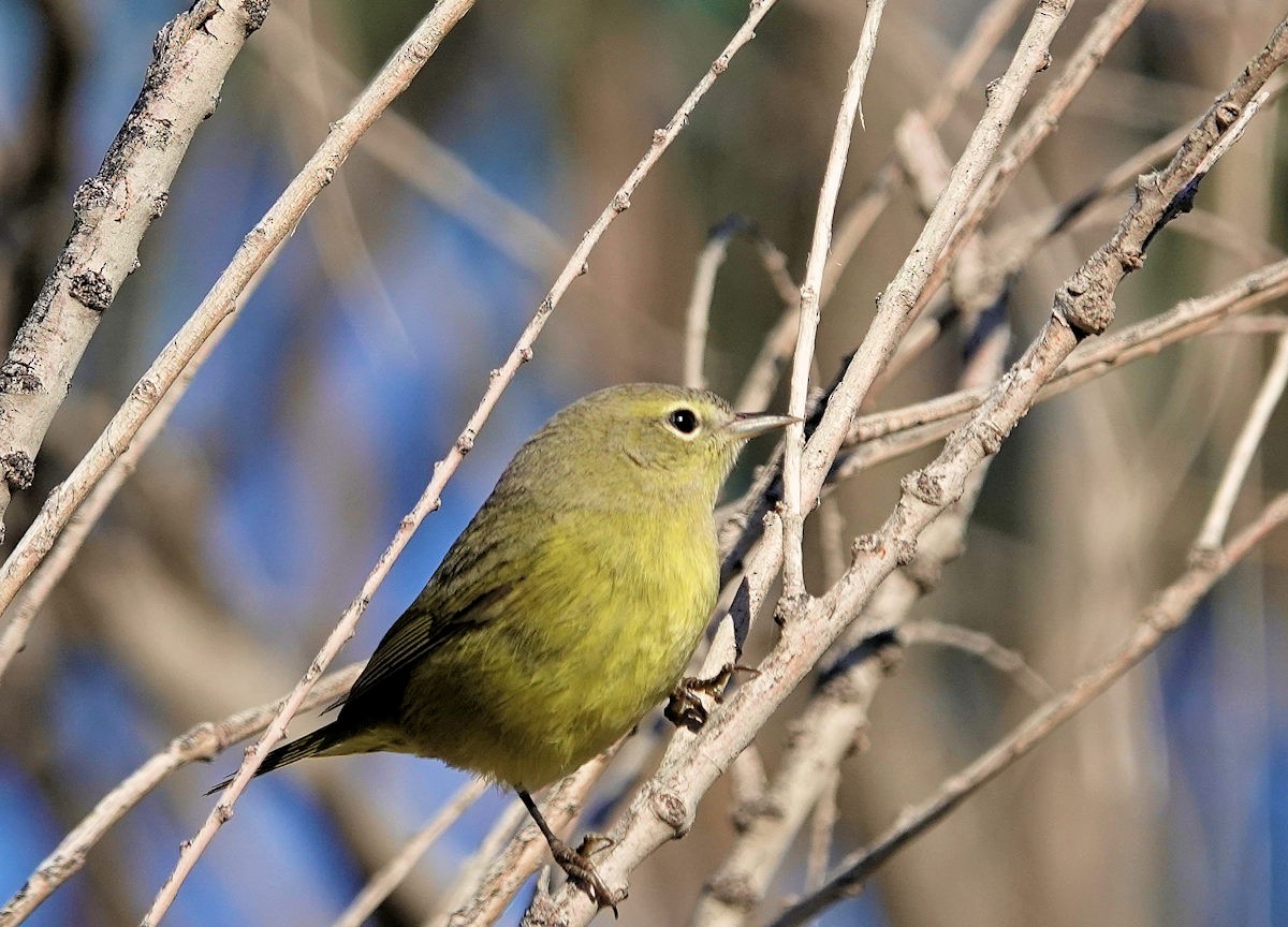 Orange-crowned Warbler - ML646311923