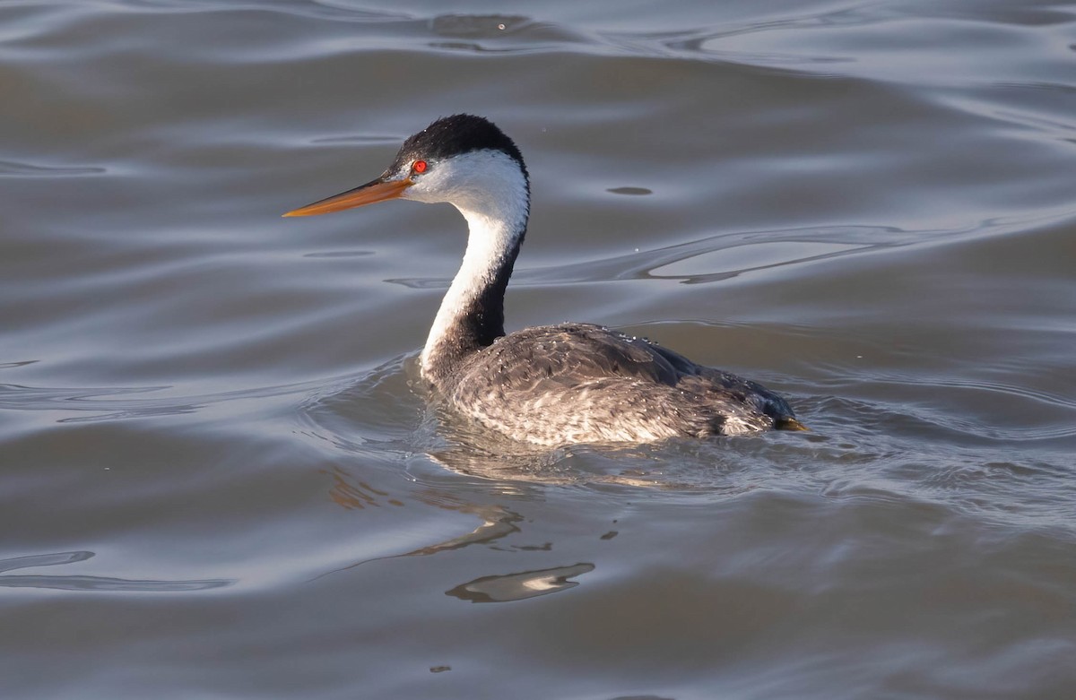 Clark's Grebe - ML646311924
