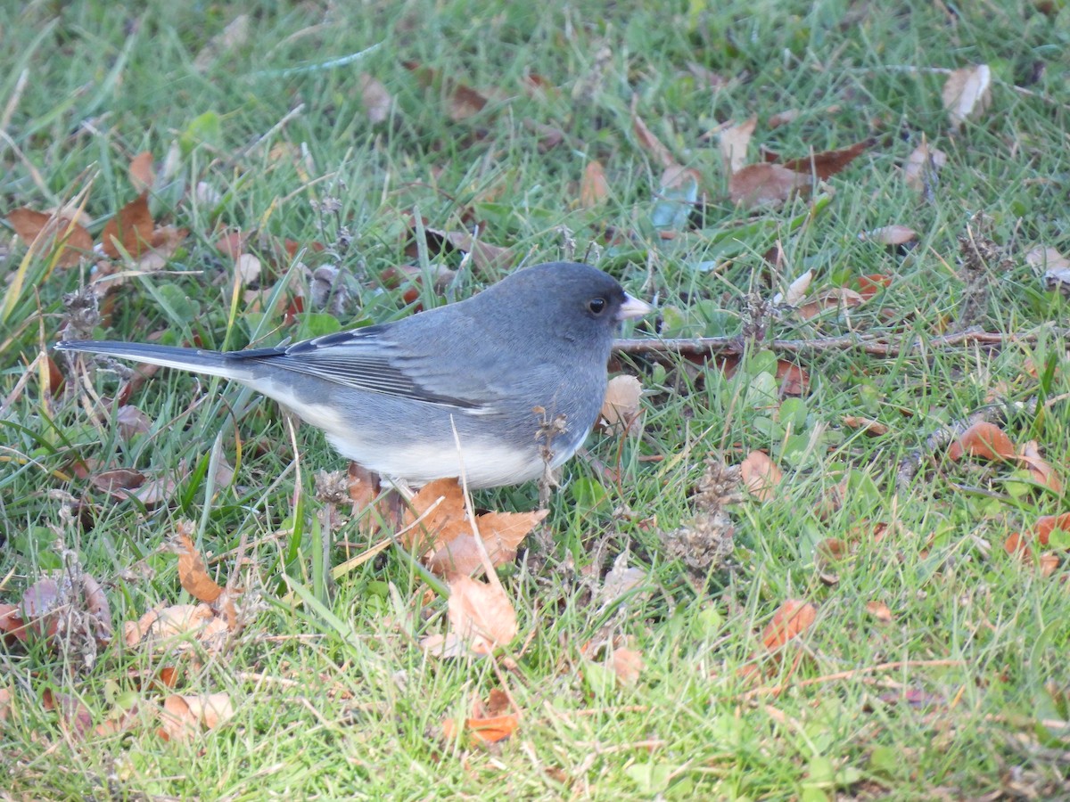 Dark-eyed Junco - ML646311925