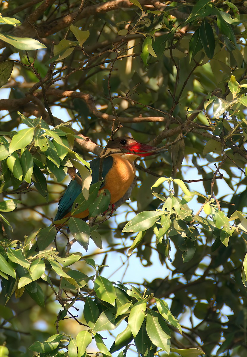 Stork-billed Kingfisher - ML646311926