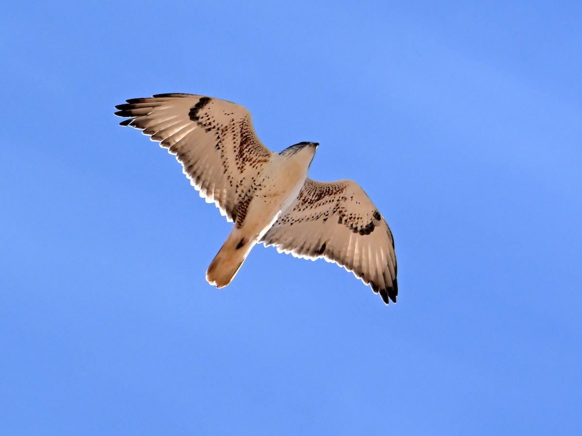 Ferruginous Hawk - ML646311927