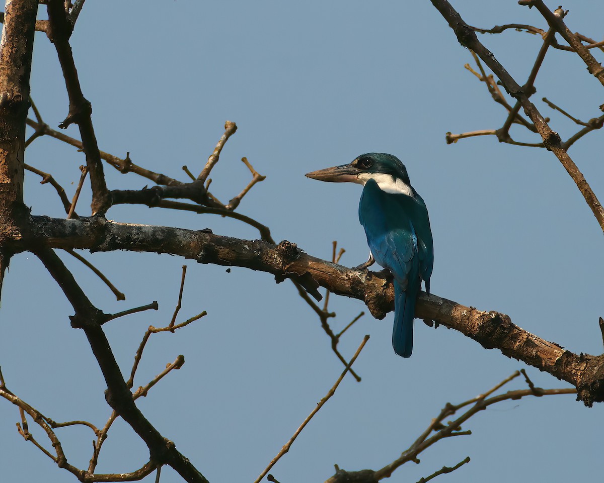 Ak Yakalı Yalıçapkını - ML646311928