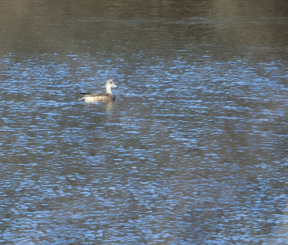 hvízdák americký - ML646311930