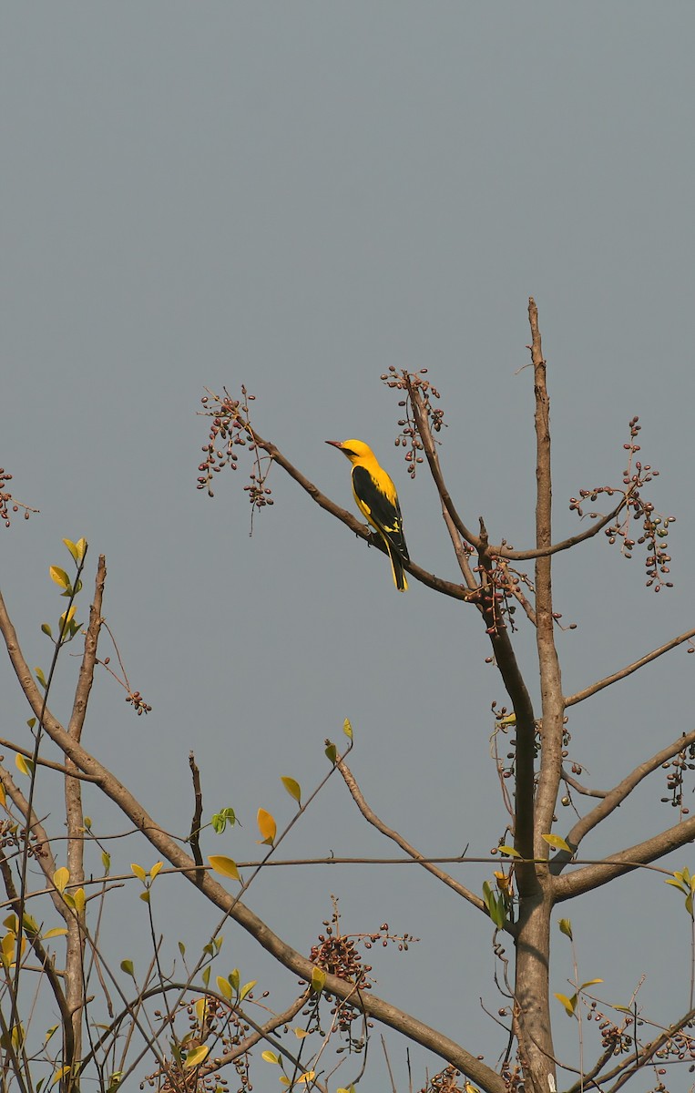 Indian Golden Oriole - ML646311932