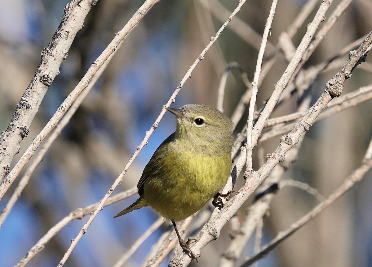 Orange-crowned Warbler - ML646311933