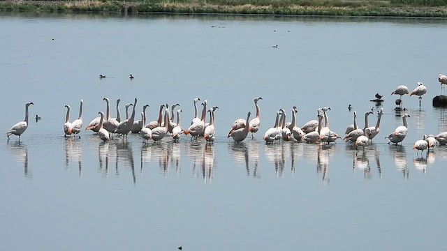 plameňák chilský - ML646311934