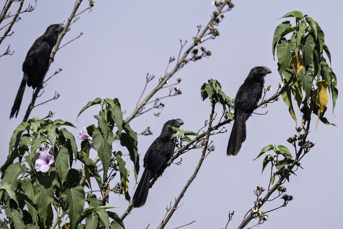 Ані товстодзьобий - ML646311935