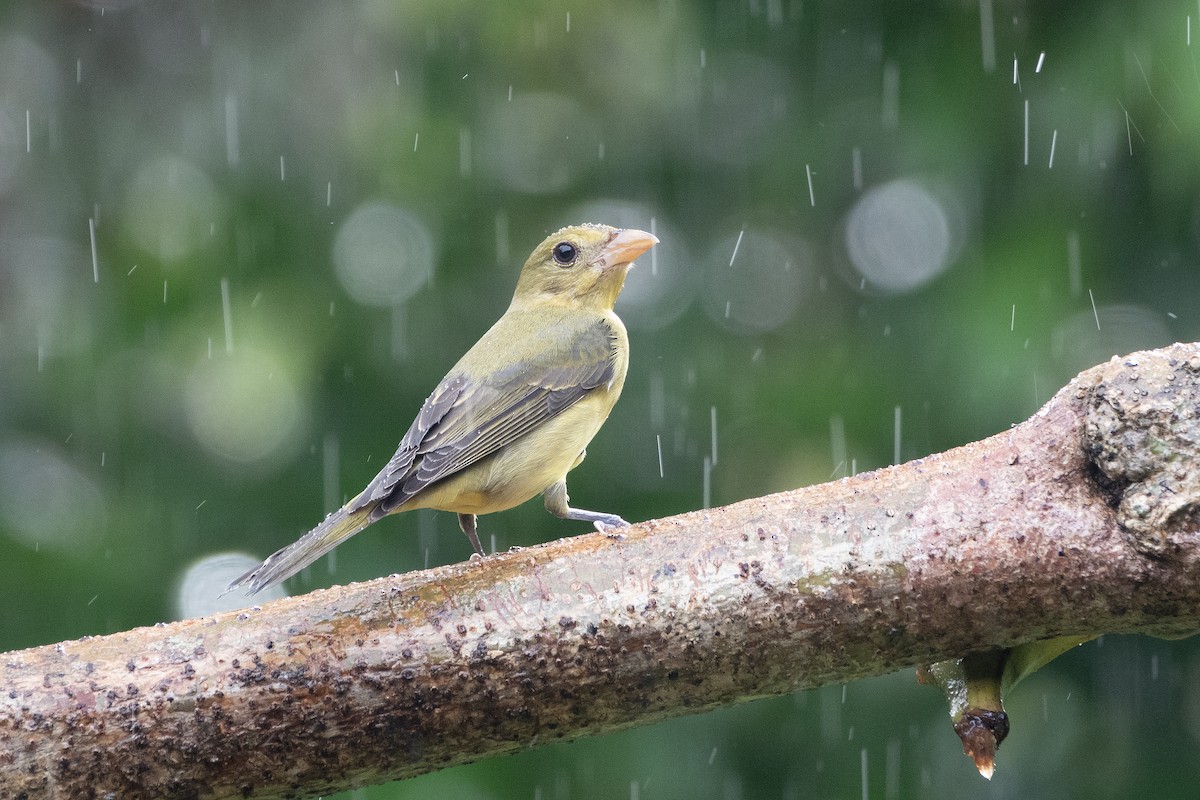 Scarlet Tanager - ML646311948