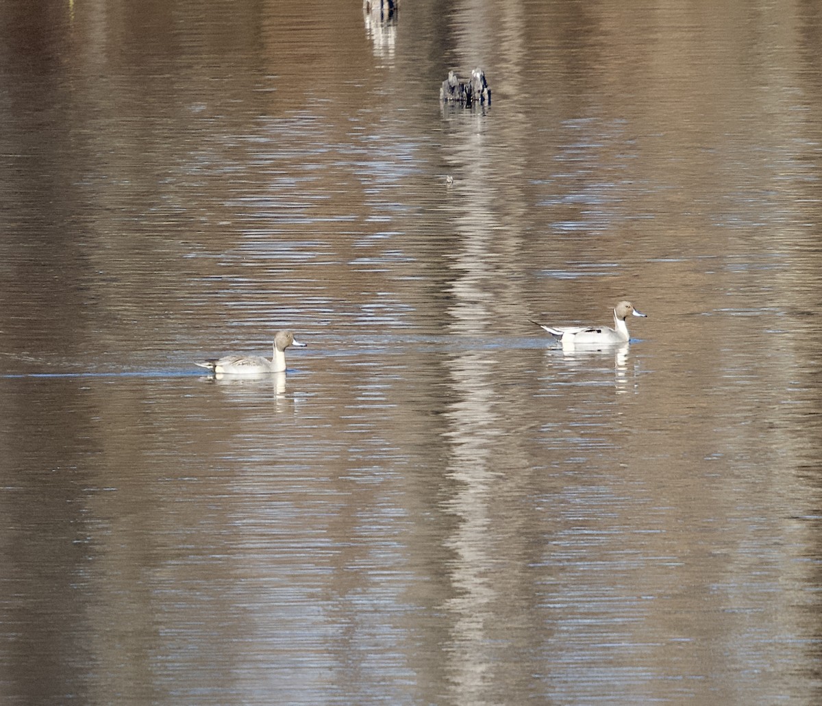 ostralka štíhlá - ML646311949