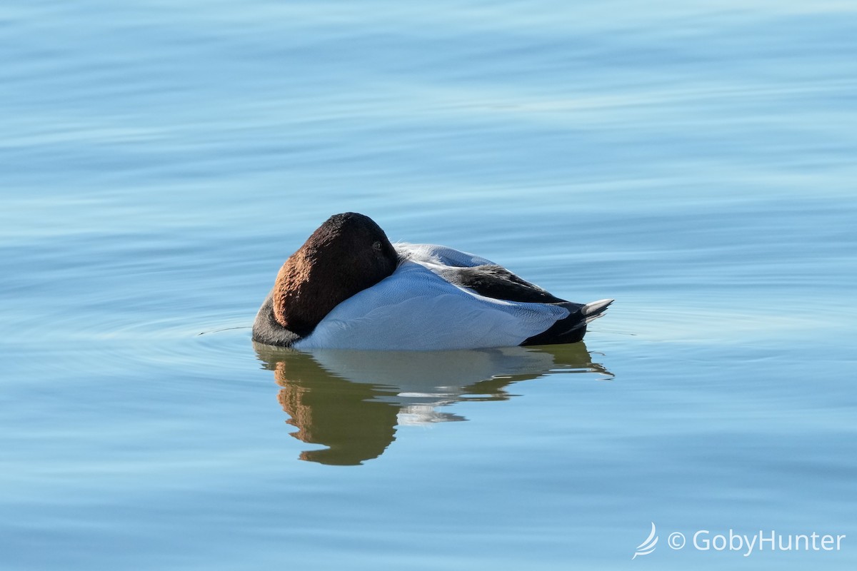 Porrón Coacoxtle - ML646311962