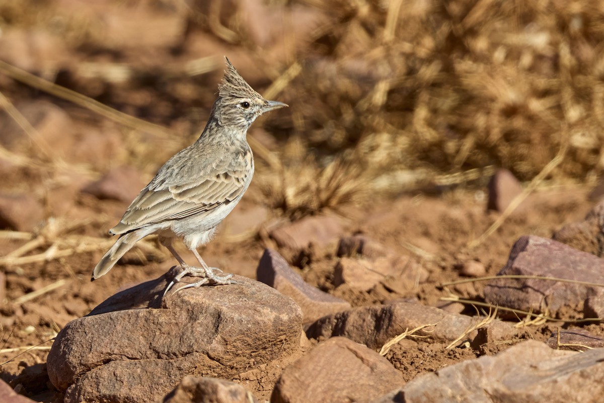 Thekla's Lark - ML646311971