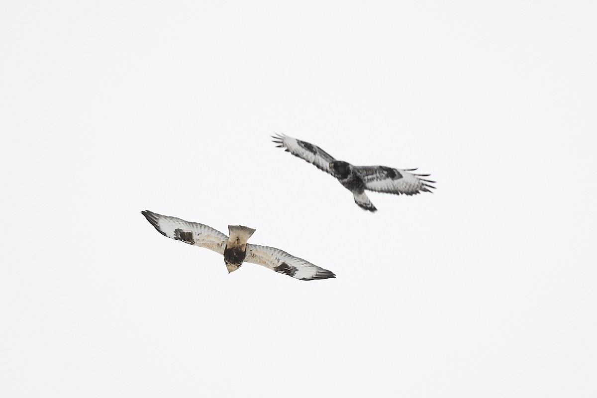 Rough-legged Hawk - ML646311973