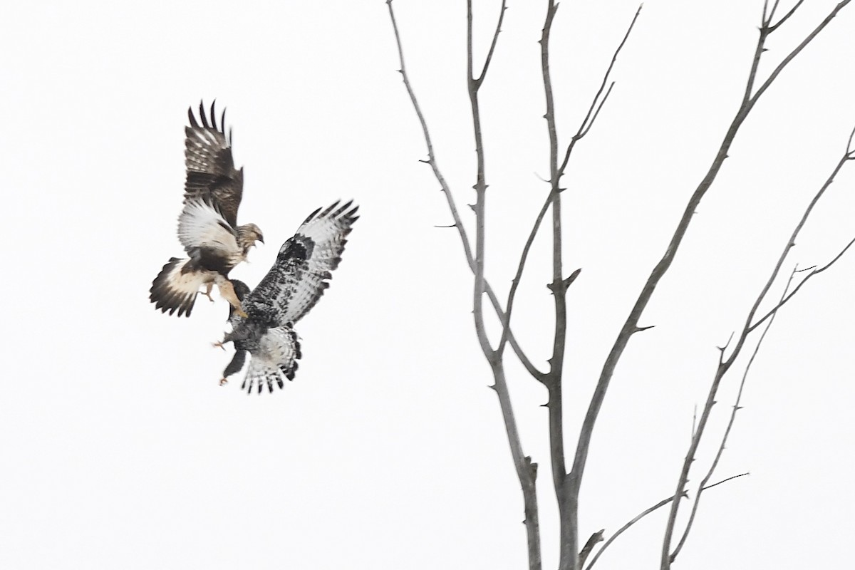 Rough-legged Hawk - ML646311975