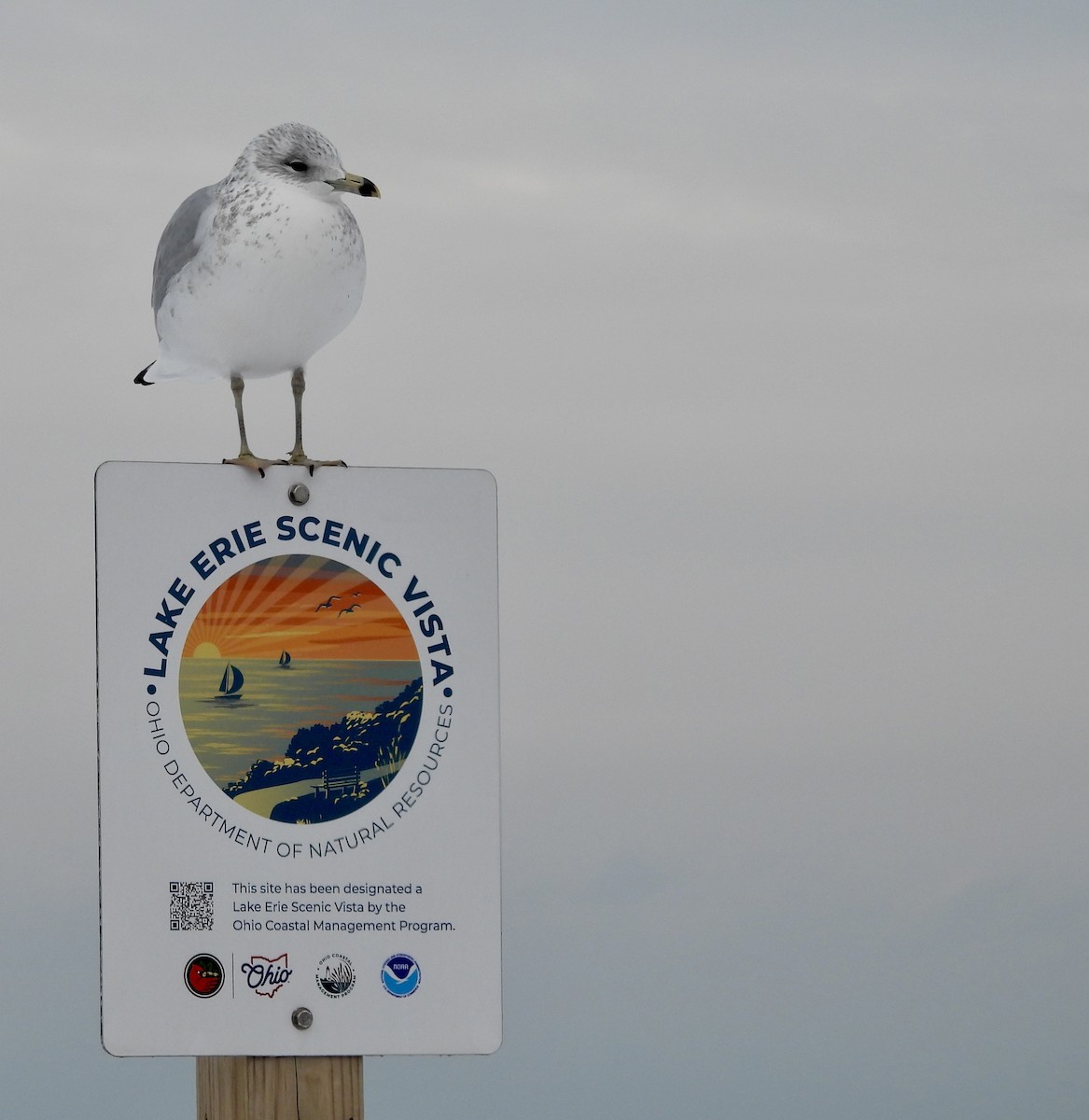 Gavina americana - ML646311976