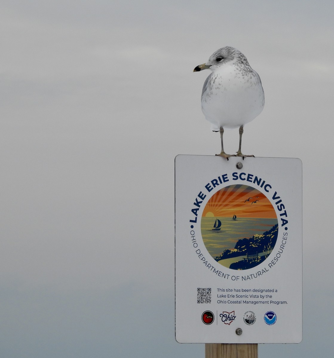 Gavina americana - ML646311977