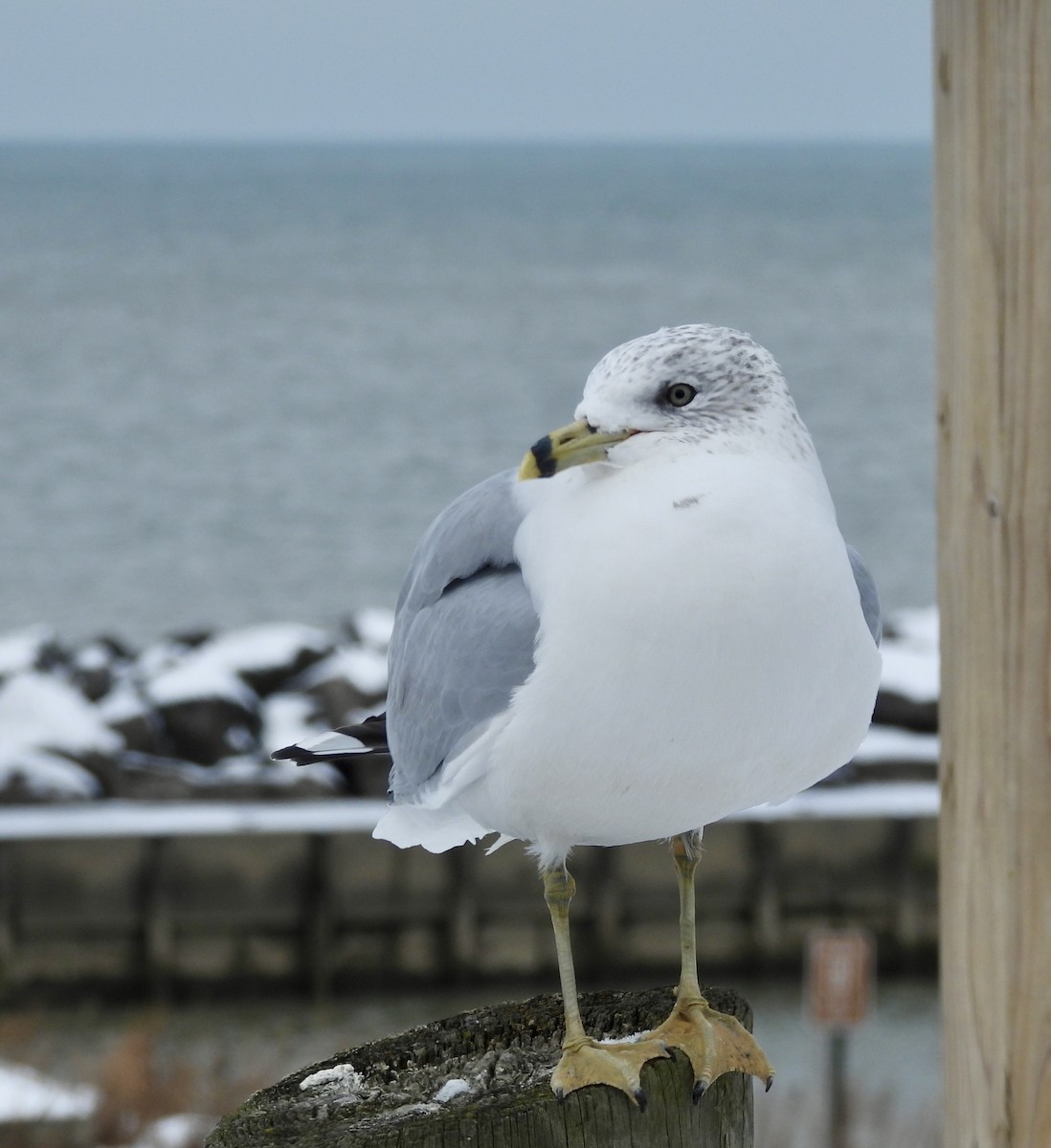 Gavina americana - ML646311978