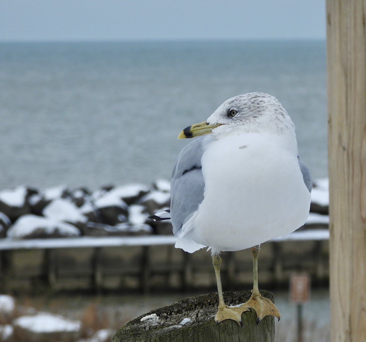 Gavina americana - ML646311979