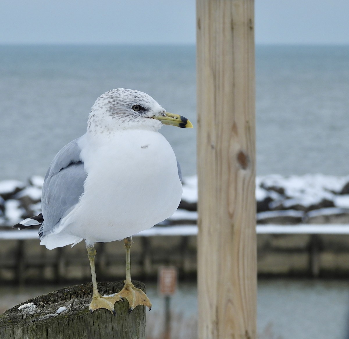 Gavina americana - ML646311980