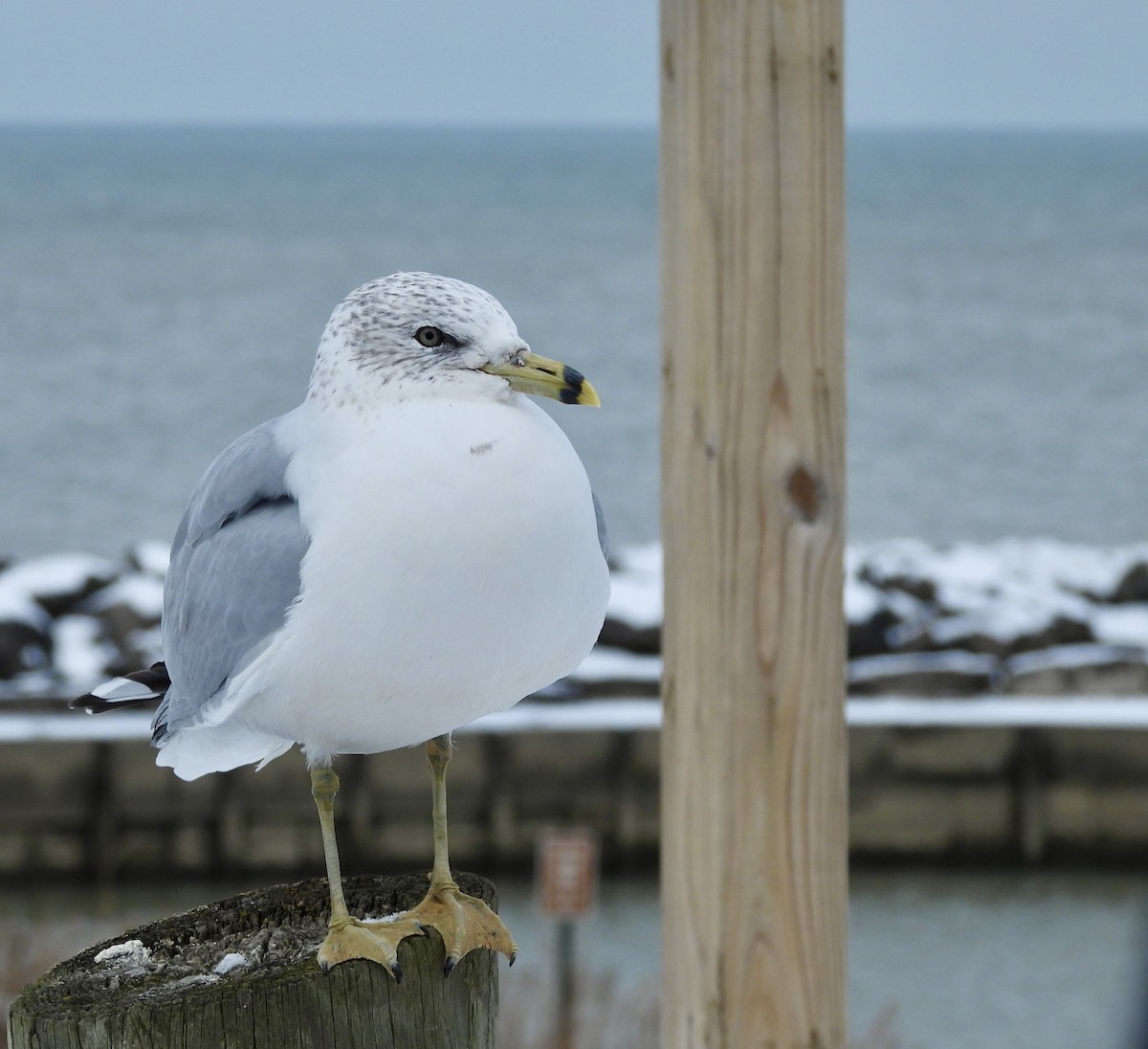 Gavina americana - ML646311981