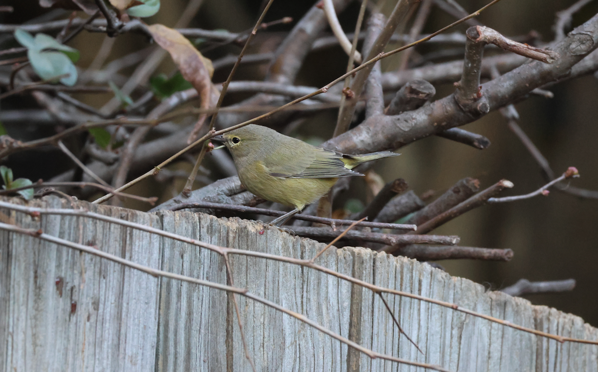 Orange-crowned Warbler - ML646311982