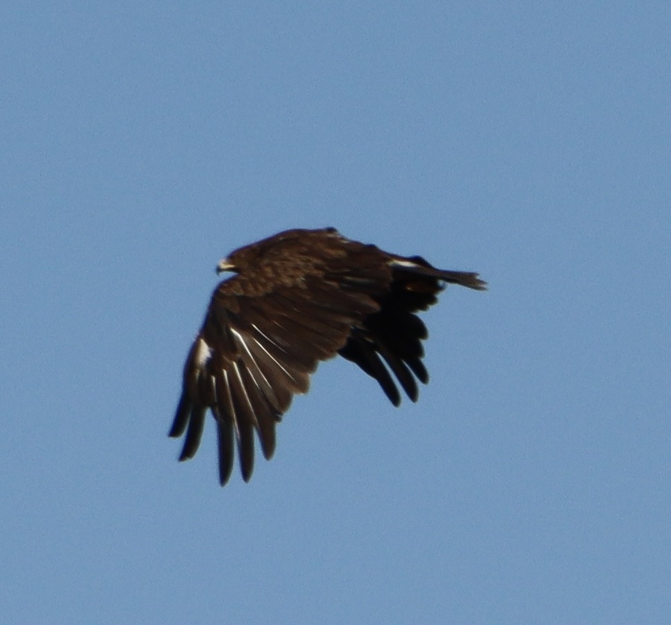 orel volavý - ML646311983