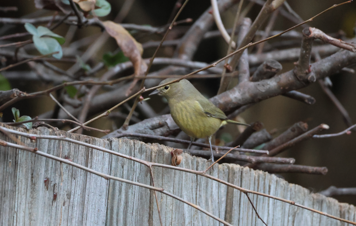 Orange-crowned Warbler - ML646311986