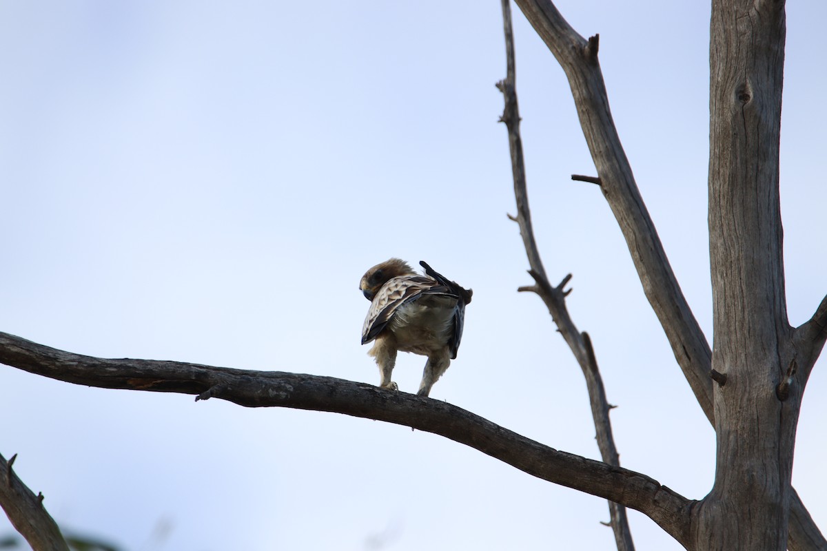 orel nejmenší - ML646311989