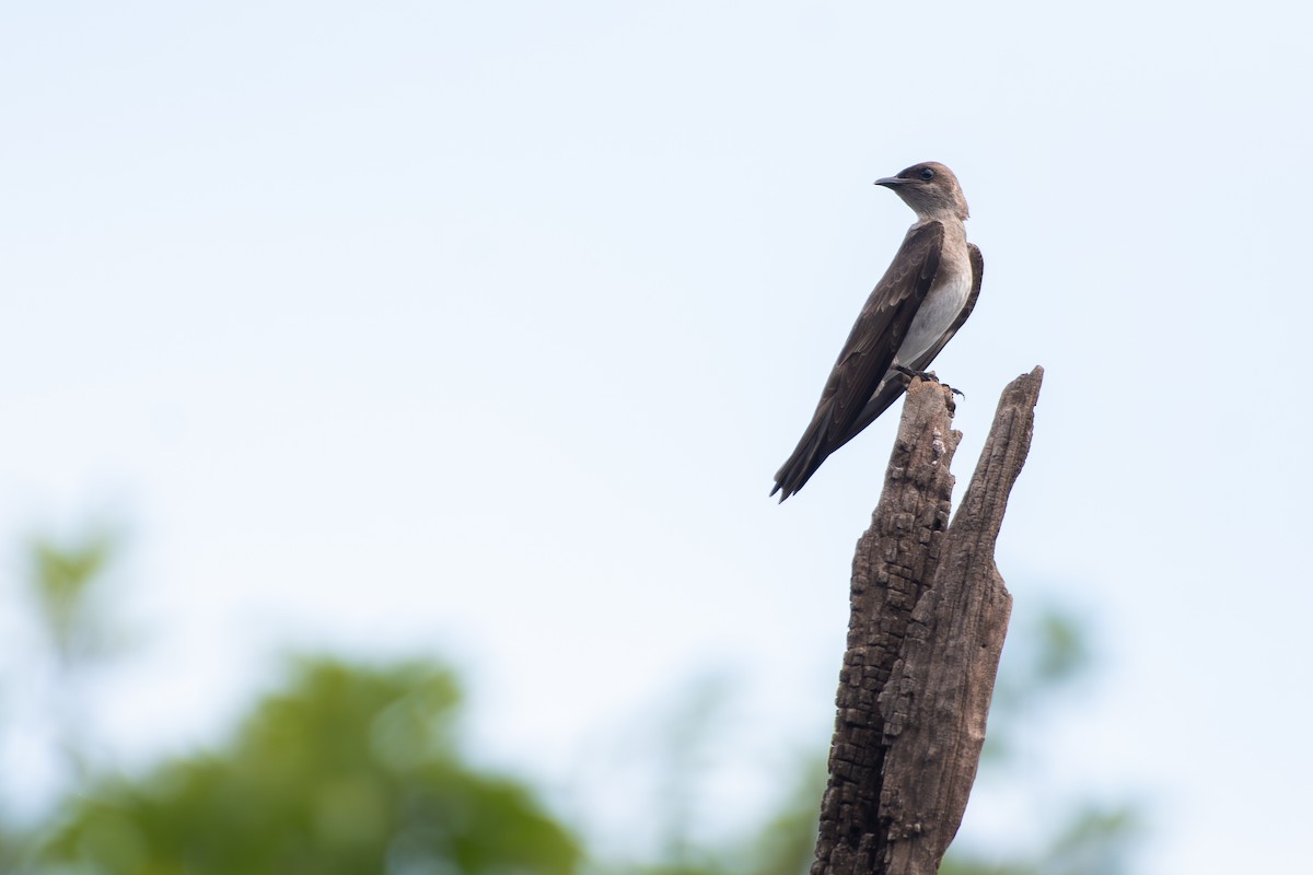 Brown-chested Martin - ML646311990