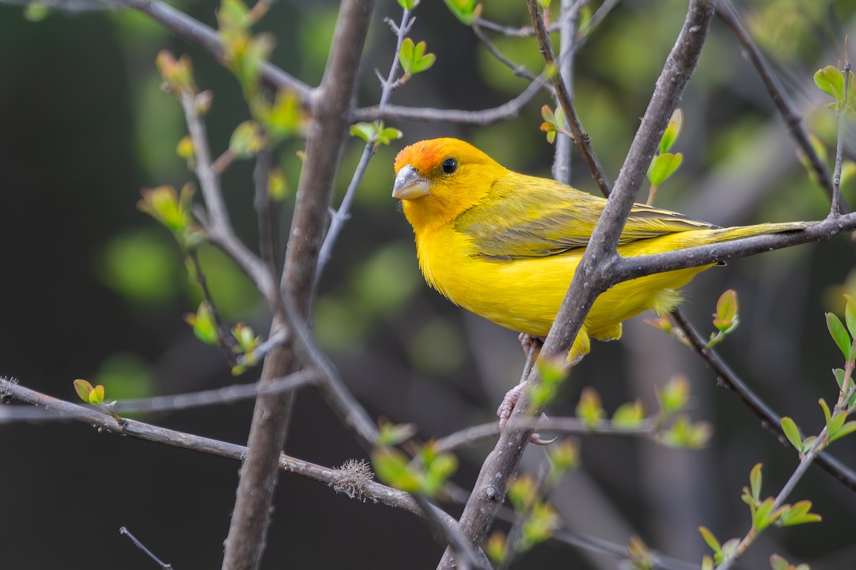 Orange-fronted Yellow-Finch - ML646311991
