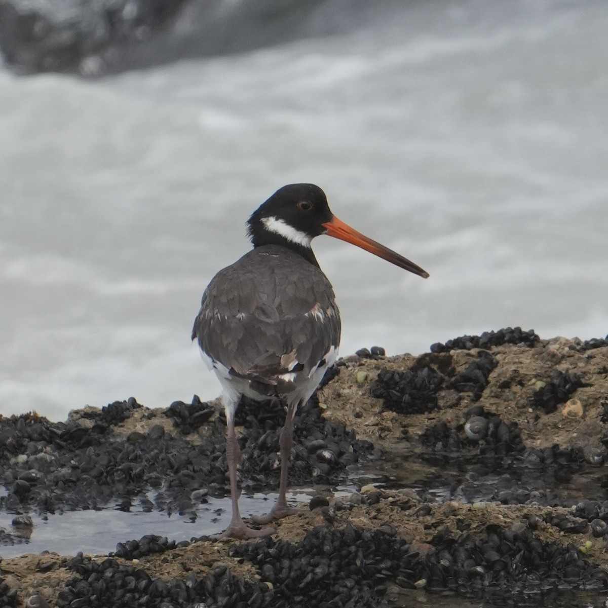 Eurasian Oystercatcher - ML646311993