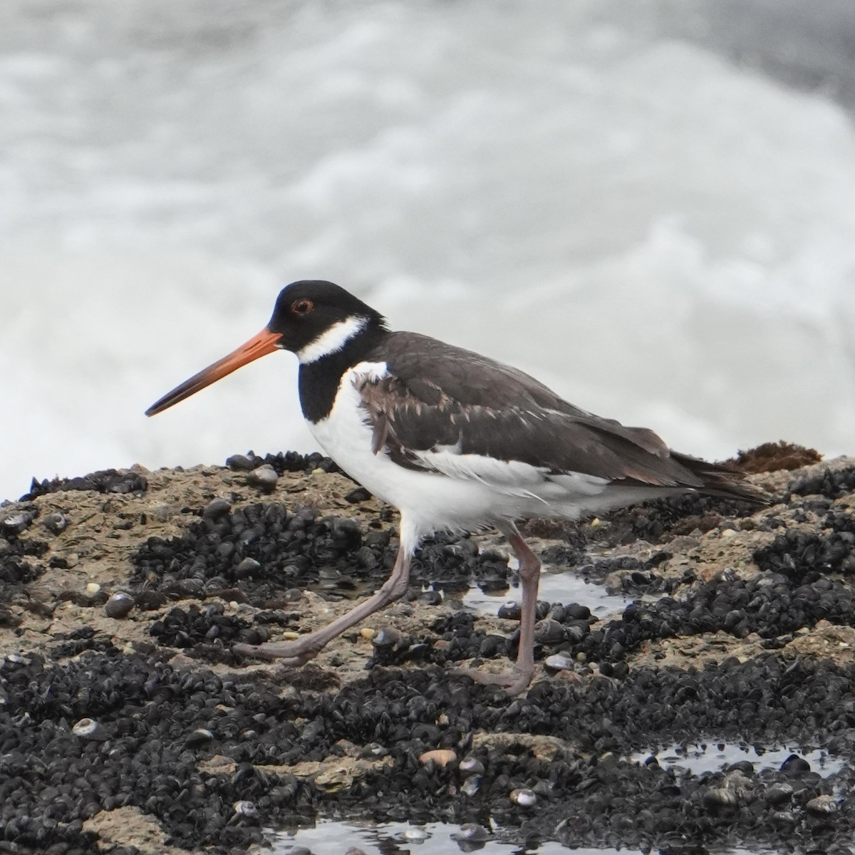 Eurasian Oystercatcher - ML646311994