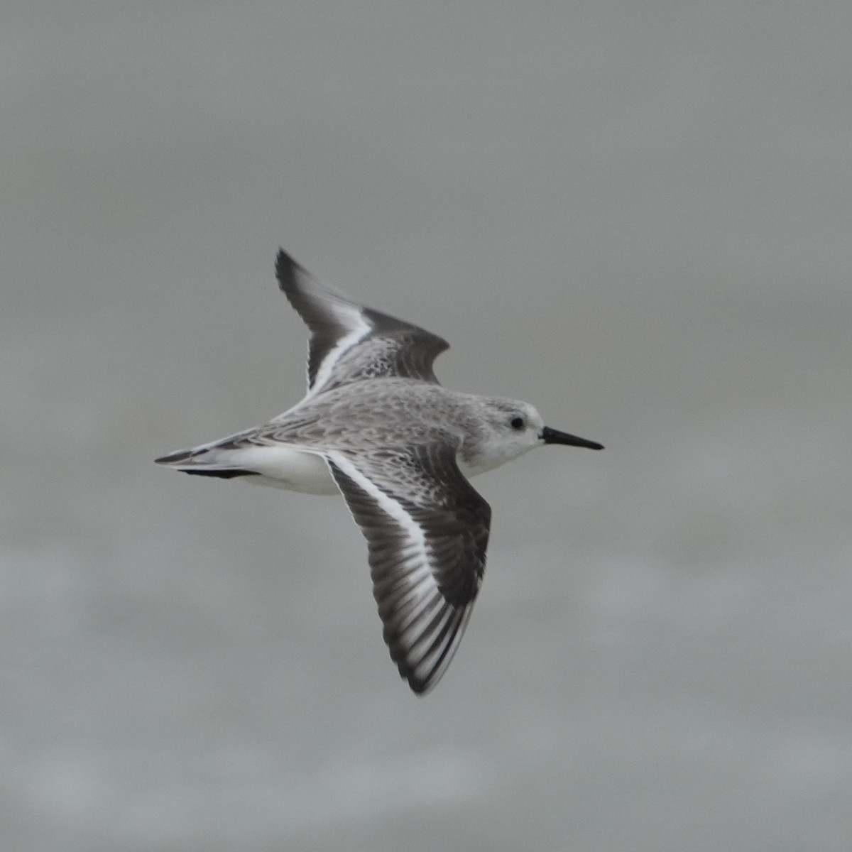 Sanderling - ML646312006