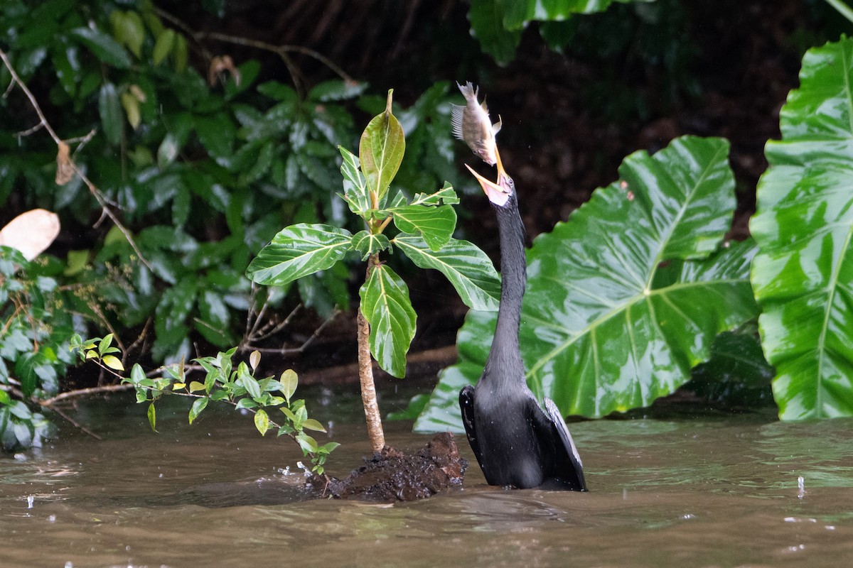 Anhinga - ML646312014