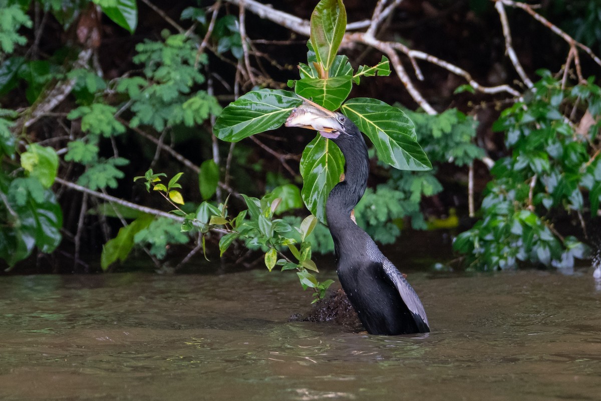 Anhinga - ML646312015