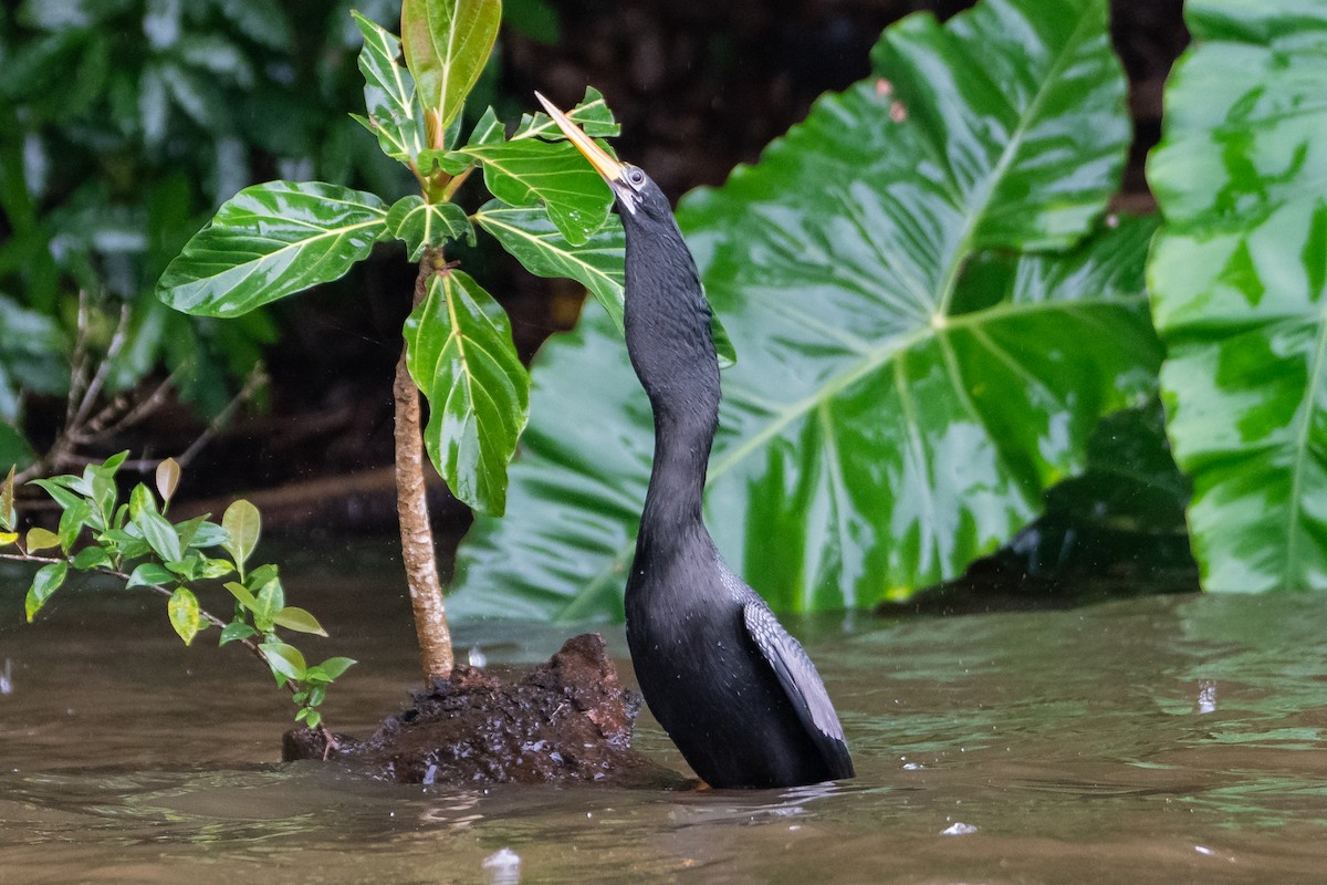 Anhinga - ML646312016