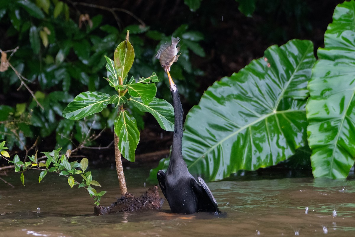 Anhinga - ML646312017