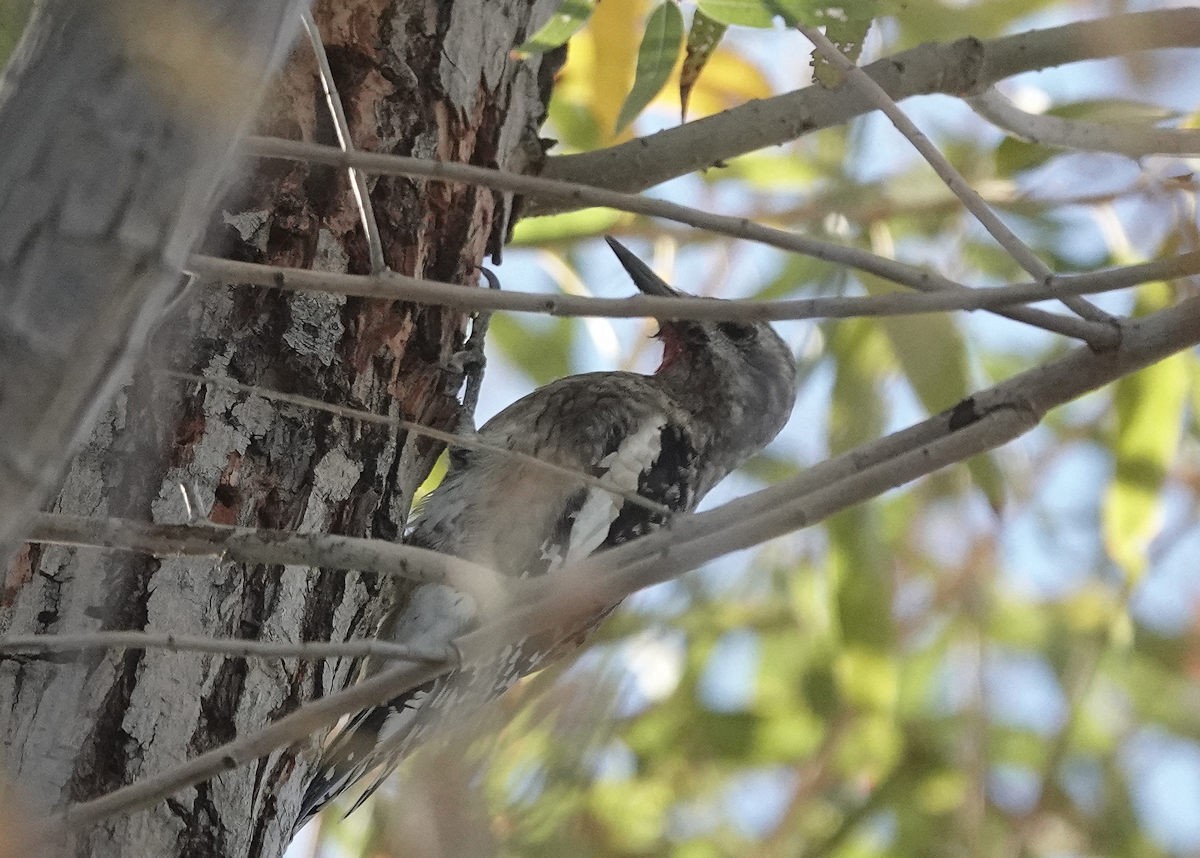 Yellow-bellied Sapsucker - ML646312018