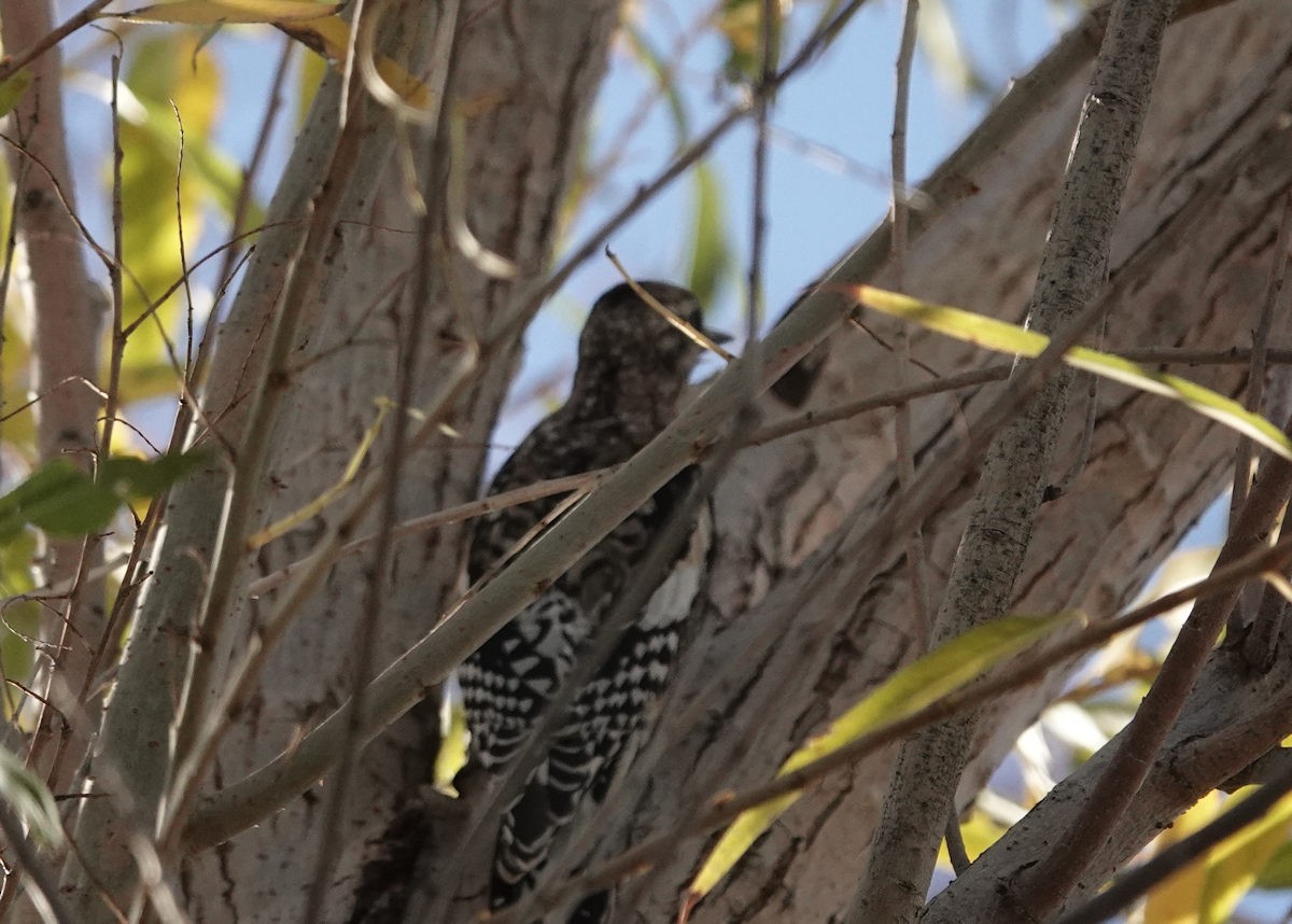 Yellow-bellied Sapsucker - ML646312033