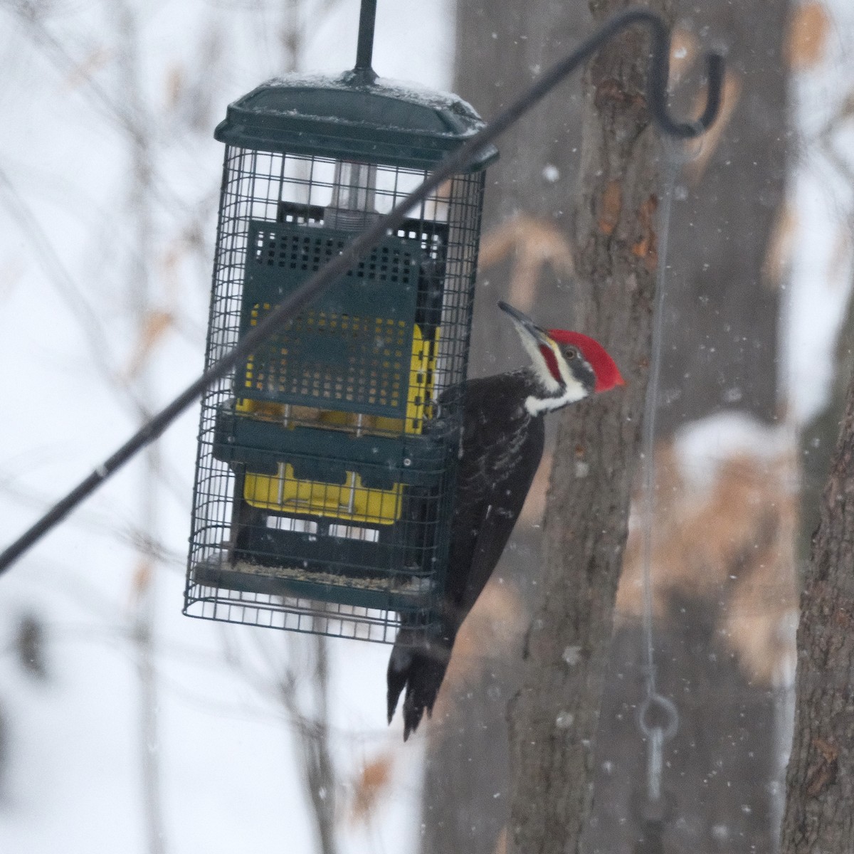 Pileated Woodpecker - ML646312034