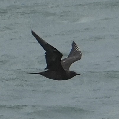 Parasitic Jaeger - ML646312037