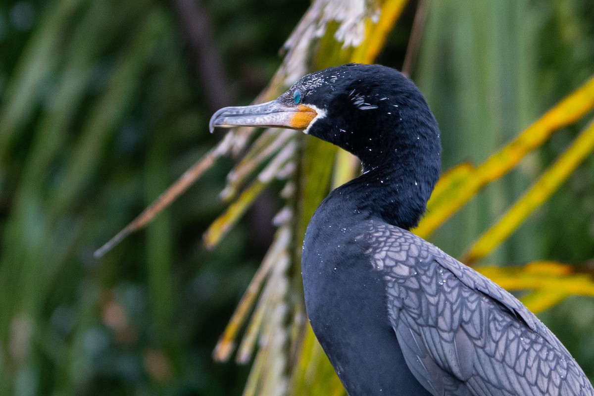 Neotropic Cormorant - ML646312040