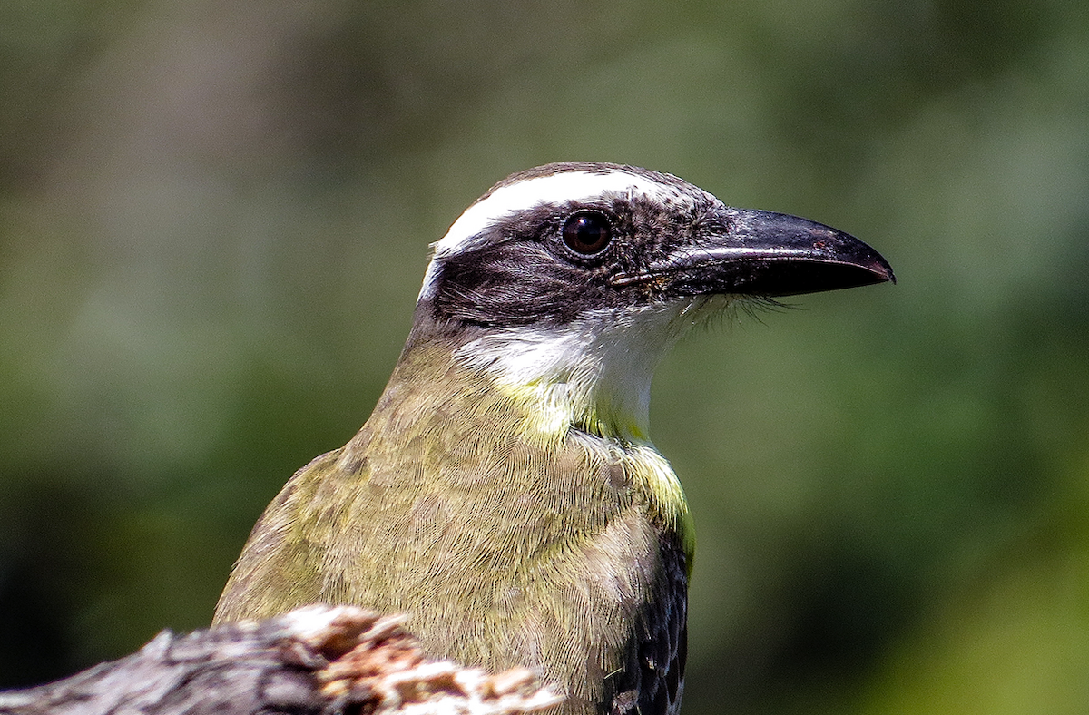 オオハシタイランチョウ - ML646312041
