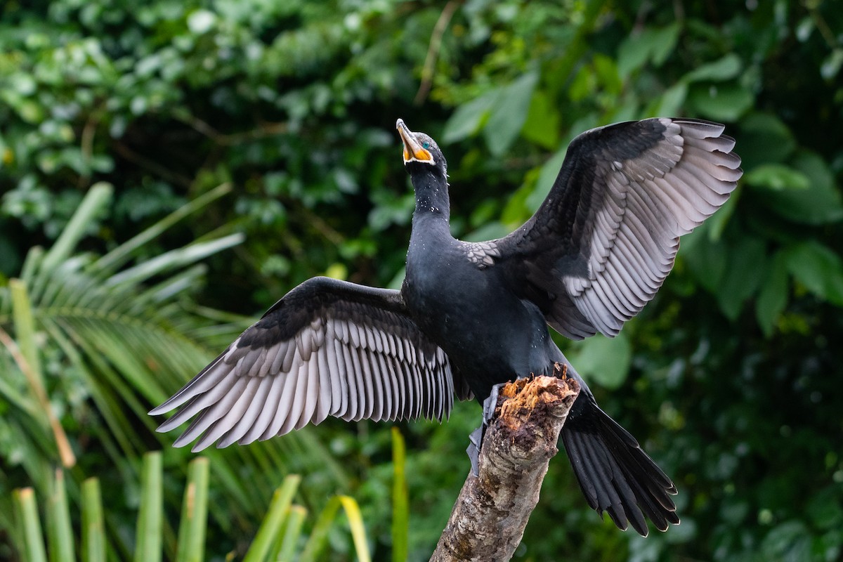 Neotropic Cormorant - ML646312043