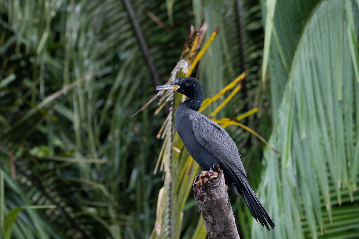 Neotropic Cormorant - ML646312044