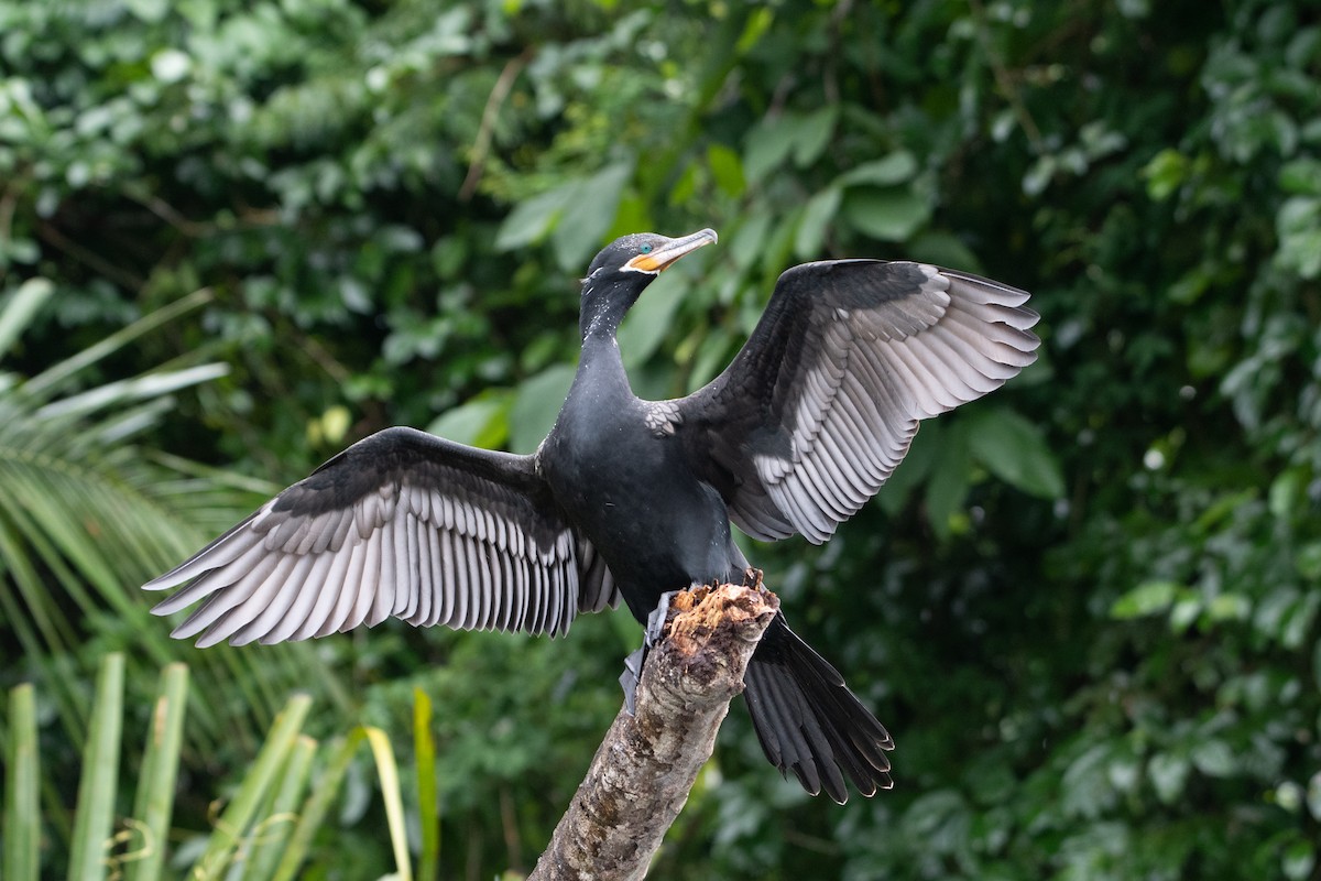 Neotropic Cormorant - ML646312046