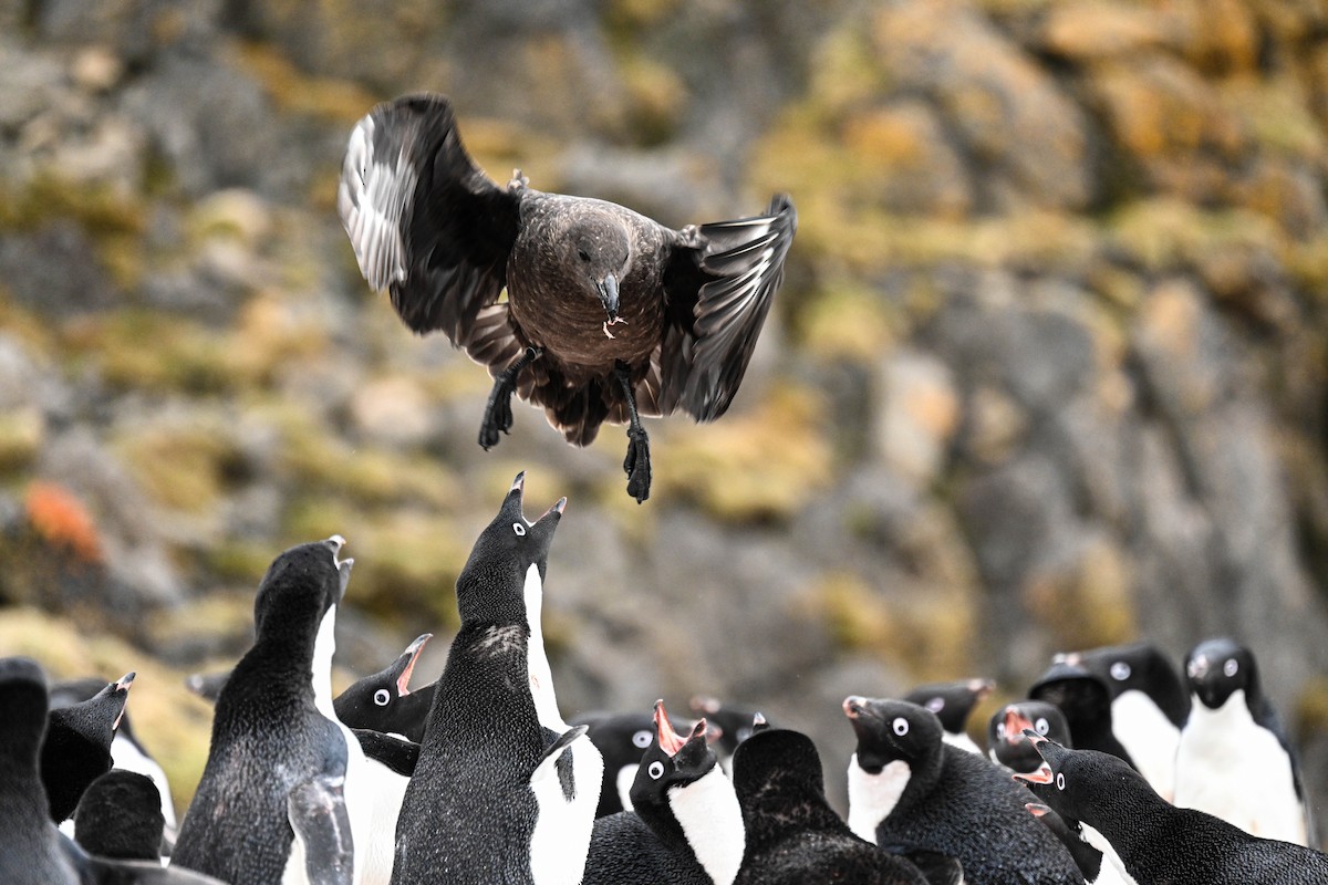Brown Skua - ML646312052