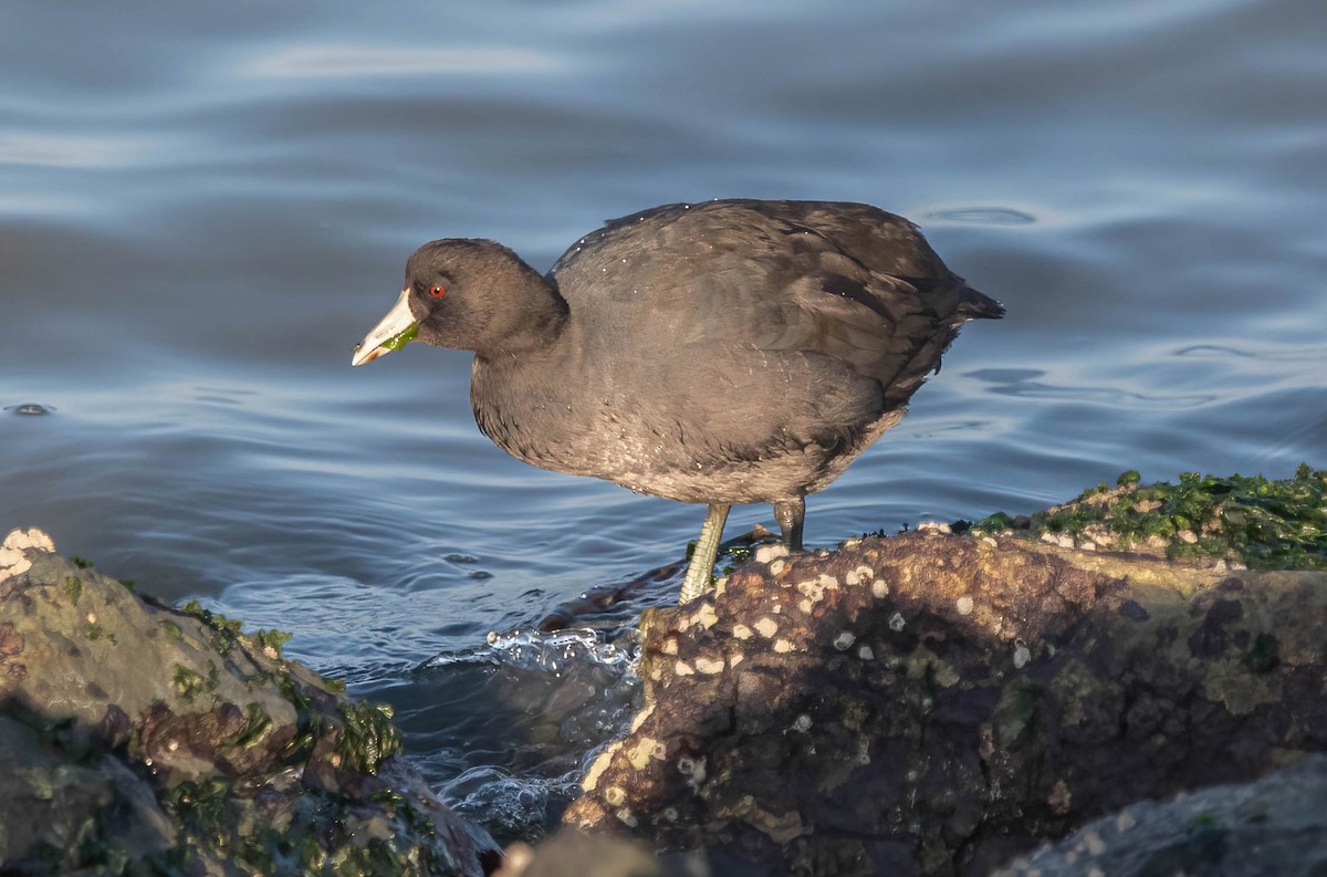 Лиска американська - ML646312053