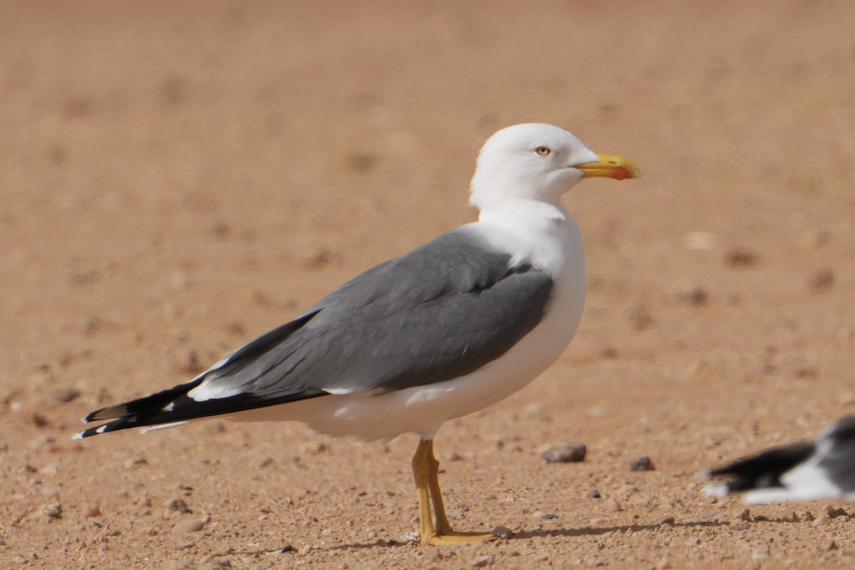 Yellow-legged Gull - ML646312054