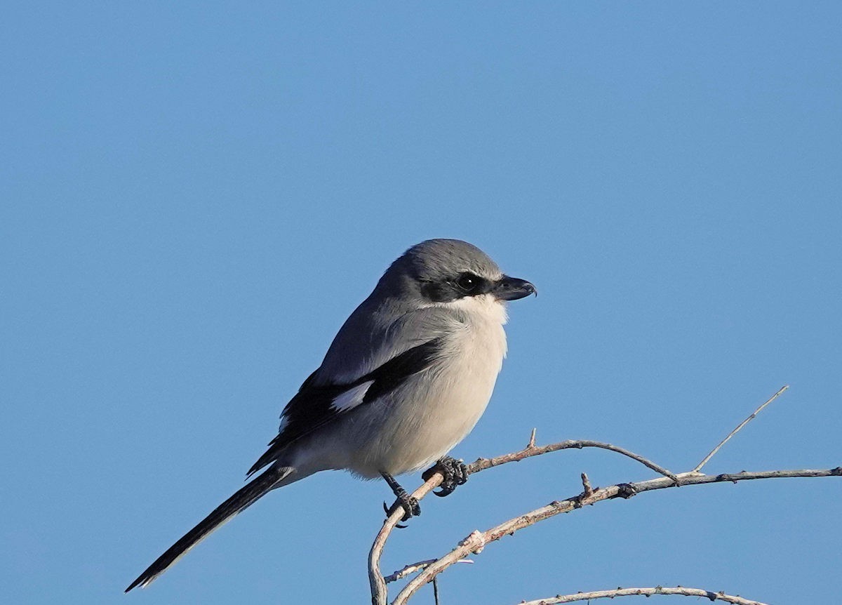 Loggerhead Shrike - ML646312059