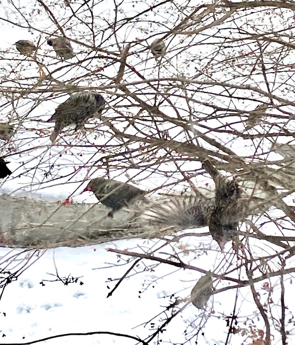 歐洲椋鳥 - ML646312060